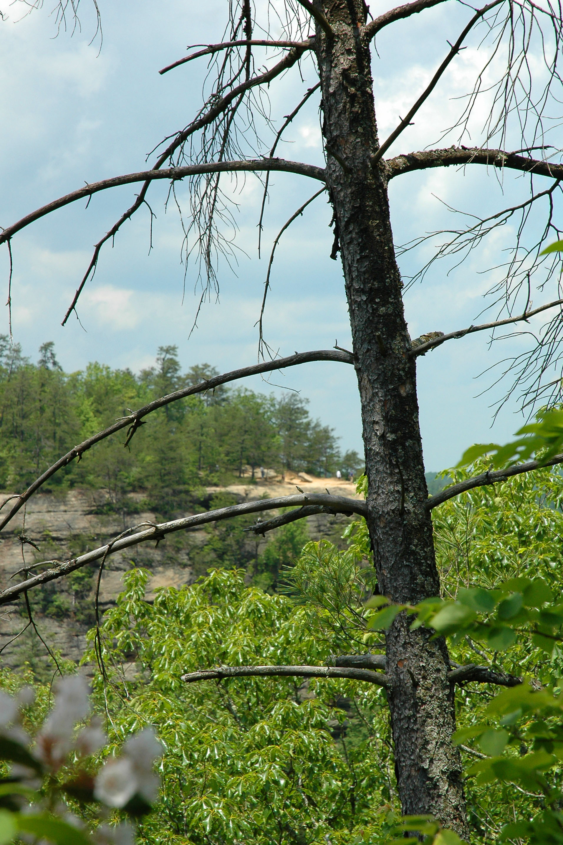 Trees